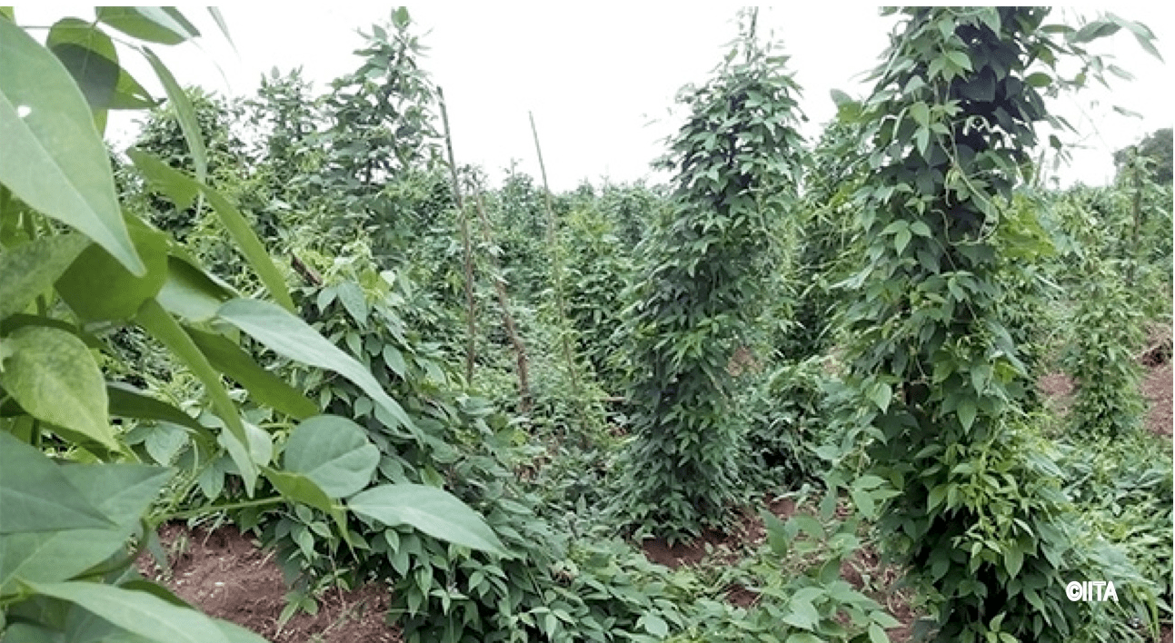 Orphan crops can bring food security to millions of people